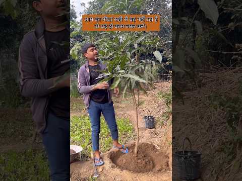 अगर आम का पौधा सही से बढ़ नहीं रहा है तो आपको डालना है यह दो खाद! #mango_tree_care 