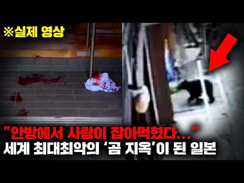 최근 폭증하는 곰 개체수에 끊임없이 사람이 잡아먹히고 있다는 일본의 끔찍한 피해 [사건사고]