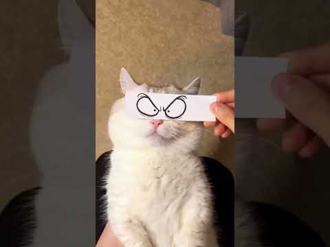Try your pets | Cute cat | cat video #pets #cat