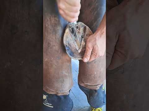:( #horsecare #horse #farrierlife #equestrian #medievalblacksmith #blacksmithing #satisfying #asmr