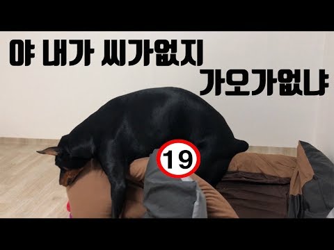 붕가붕가.. 혹은 마운팅... | 도베르만 일상