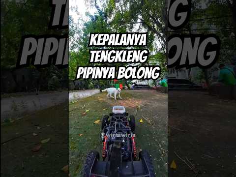 Kucing Kepala Tengkleng Pipinya Bolong, Mobil RC Buggy Kasih Dia Makan #WiraWiris #RC #Cat