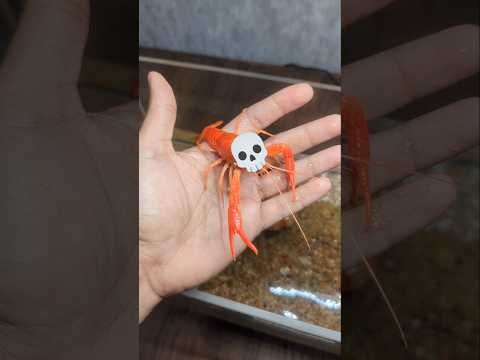 Crayfish Level Up #aquarim #fish #animal #pets #nature