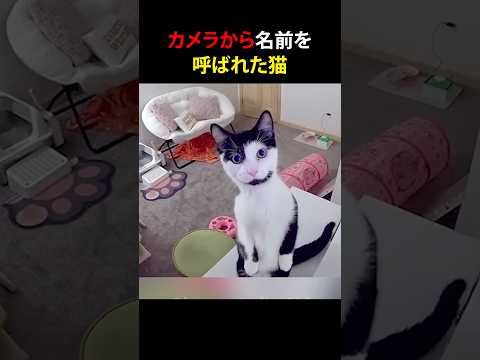 カメラから名前を呼ばれた猫