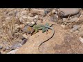 Lizard Behavior and Characteristics
