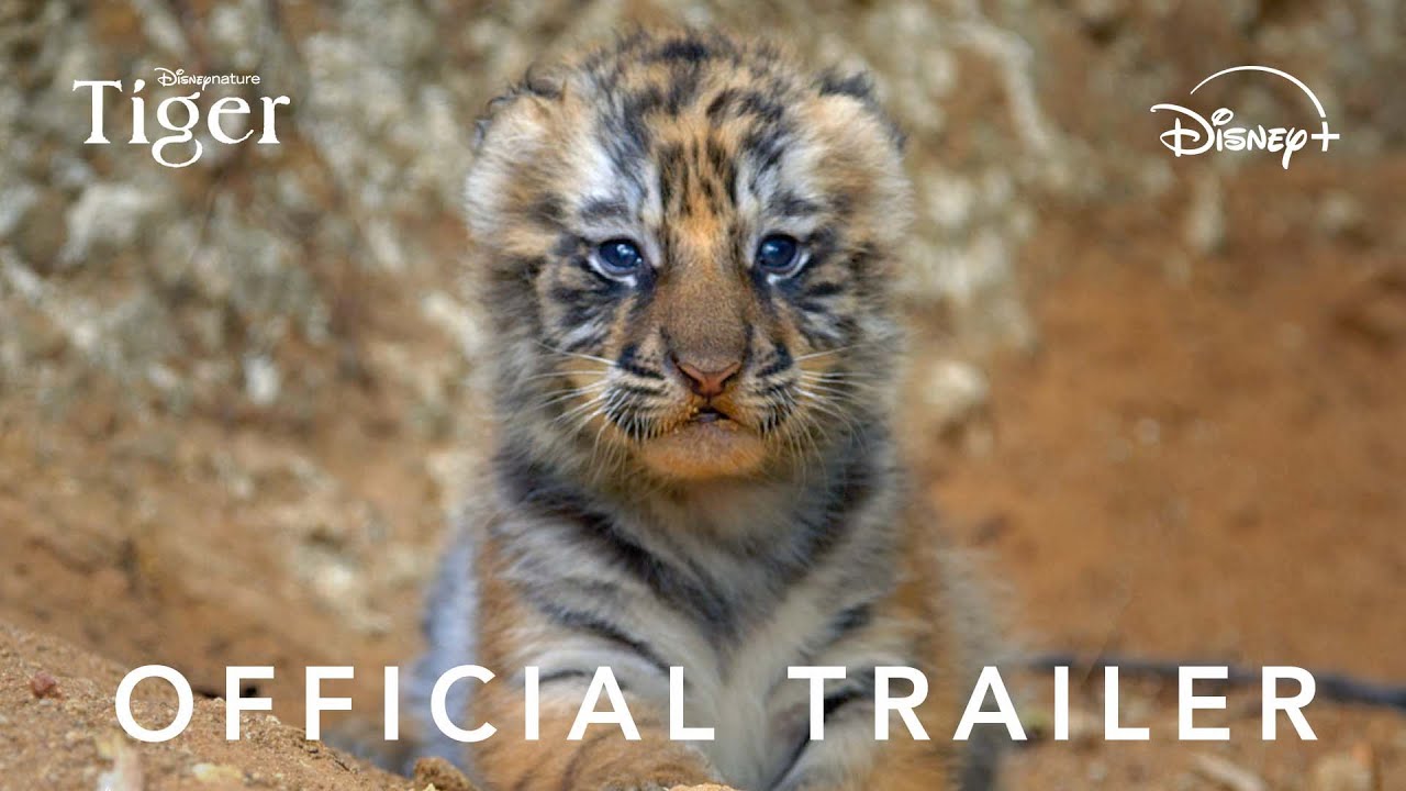 Tiger miniatura del trailer