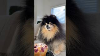 Pomeranian takes revenge on owner for breaking treat in half 😮 #dog #pomeranian #shorts