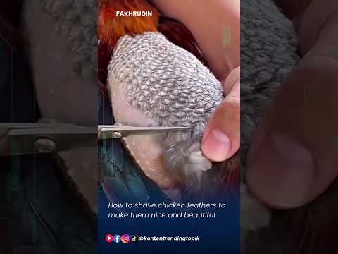 How to shave chicken feathers to make them nice and beautiful