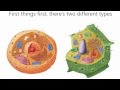 Exploring the Parts and Functions of Cells