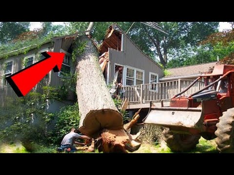 Dangerous Fastest Big Chainsaw Tree Felling Fails, Tree Falling on Houses, Tree Cutting Incident