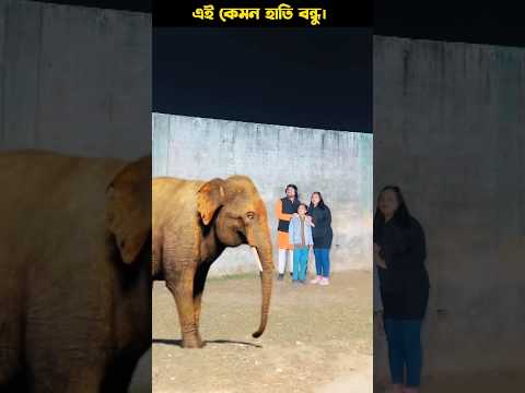 হাতিটি মানুষের জীবন বাঁচালো। #hathi #hathiraja #dosti #moralstory #motivation