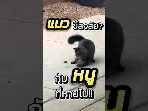 เมื่อแมวไล่จับหนู!! แต่จบได้แบบหักมุมสุดๆ🤣🤣#shorts #สัตว์น่ารัก #ตลก