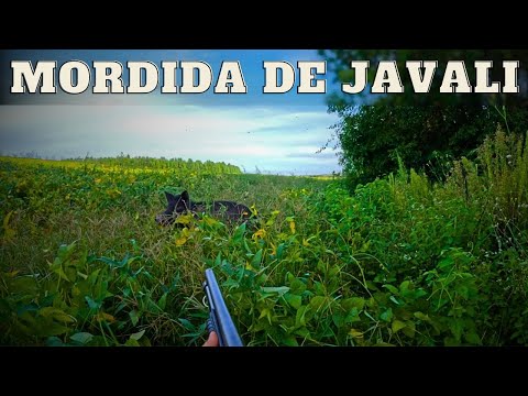 PERIGO REAL!! - CONTROLE DE JAVALI - JAVALI BRASIL