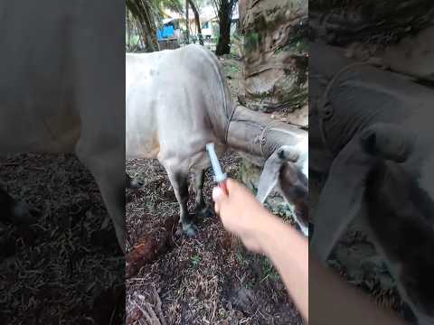 PENYUNTIKAN VITAMIN ATP PADA SAPI PASCA MELAHIRKAN‼️ #animals #cow #shorts