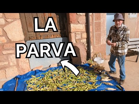 ¿QUÉ ES LA PARVA? 🤯 Cómo secar judías de manera tradicional