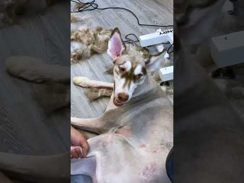Khứa Chay quá là nhây P2 !! #trending #viral #pets #youtube #dog #grooming #funny #shorts #video