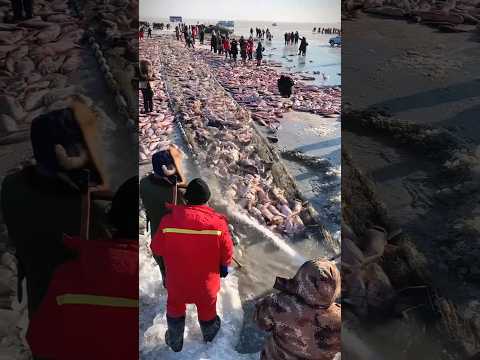 சீனாவின் மீன்பிடி தந்திரம் 🤯😱 #siberia#china #fishing
