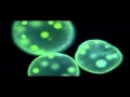 Understanding Protists and Their Characteristics