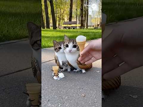 Meowl Couple is cute