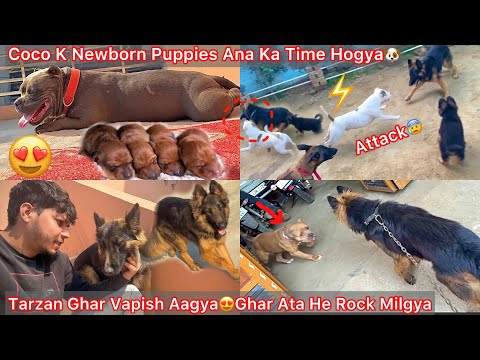 Tarzan Ko Ghar Vapish Le Aaye😍But Chota Simba K Sath Panga Hogya Ata He😰|| Coco K Newborn Puppies🐶?