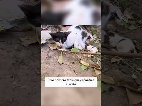 ¡Madre gata lucha para proteger a sus gatitos después de perder uno ante un águila! 😥💔