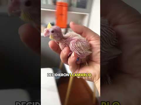 Baby parrot abandoned by parents at birth#animals #Friendship #Us#Small owl