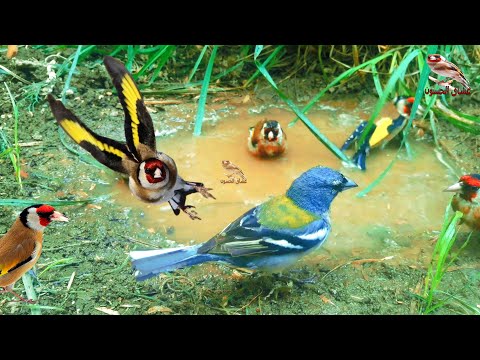 بتبتات ونداء الرد والتفاعل من الحسون