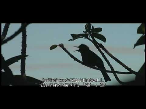 生意盎然~野鳥新樂園~自然動物生態類~DVD丙