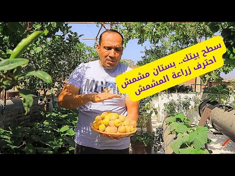 حصاد المشمش :"سطحك كنز! حوّله لبستان مشمش بخطوات بسيطة 🍑✨لزراعة سطحك"01224852985