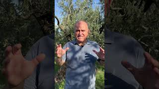 Bahçeden Sofraya Zeytin Hasadının Serüveni !! #zeytin #zeytinbahçesi #himmetpolat