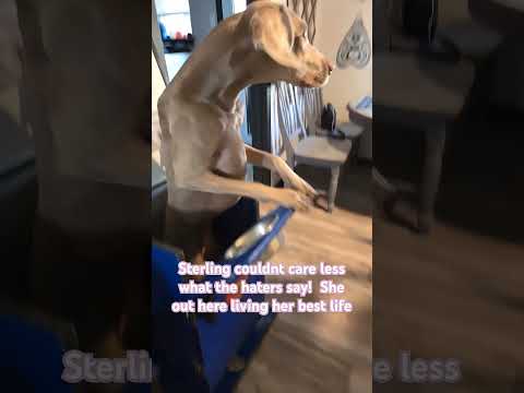 The chair is a medical device for her megaesophagus! #megaesophagusdog #specialneedsdog #dogshorts
