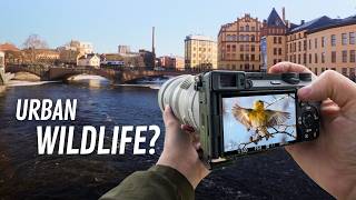 The City Has More Wildlife Than You Think