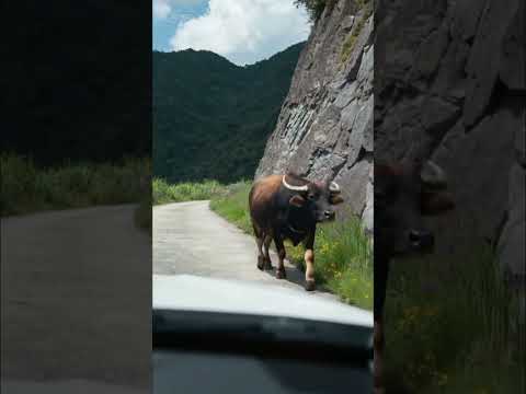 The Story of a Buffalo Saving a White Car #Bull🐮#WildlifeUpCloseAndPersonal