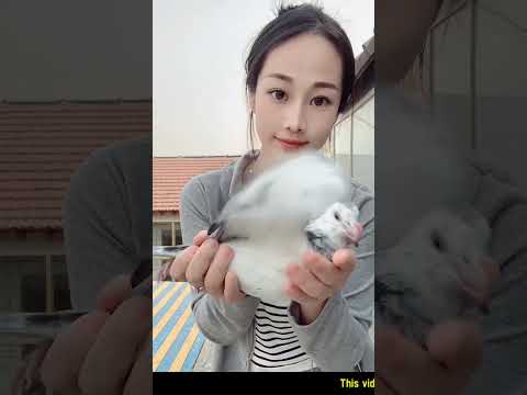 Kabootar bazi Pigeons flying china #shorts#pigeon #farming #pigeons #viral #youtubeshorts #kabootar