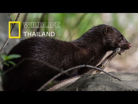 มิงค์: นักล่าแห่งลุ่มน้ำ ผู้เปี่ยมไปด้วยพลังและความฉลาด|สารคดีสัตว์ WILDLIFE