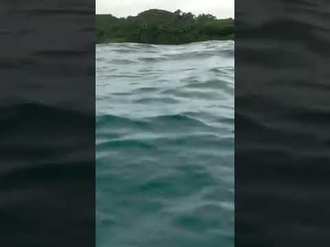 Surfing Encounter You Shouldn’t Watch