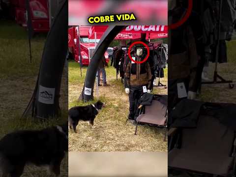 Este Perro confunde un Maniqu铆 con una Persona ??