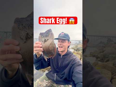 Rescuing a Baby Shark! 🦈 #animals #natire #shorts