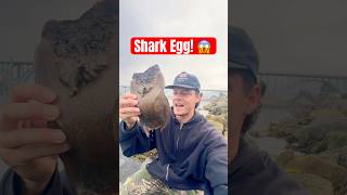 Rescuing a Baby Shark! 🦈 #animals #natire #shorts