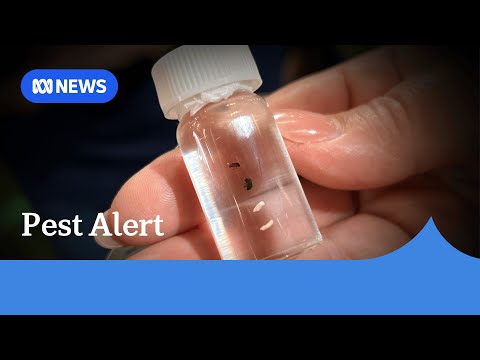 YouTube video thumbnail: South Australia on High Alert for Invasive Tree-Killing Pest