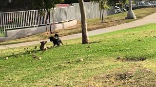 Peanut at the park 