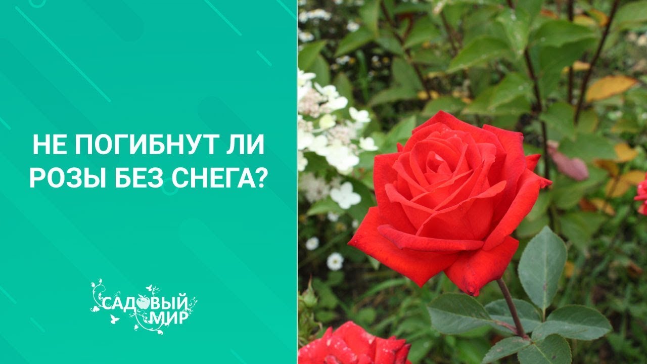 Не погибнут ли розы без снега