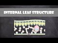 Leaf Structure and Function Concepts