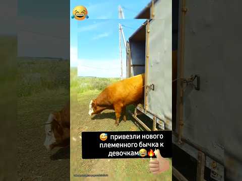 Шок!У коров новый кумир🤣#бык#бычок#коровы#село#юмор#смешно#смешныевидео#ржака#мем#жиза#животные#му