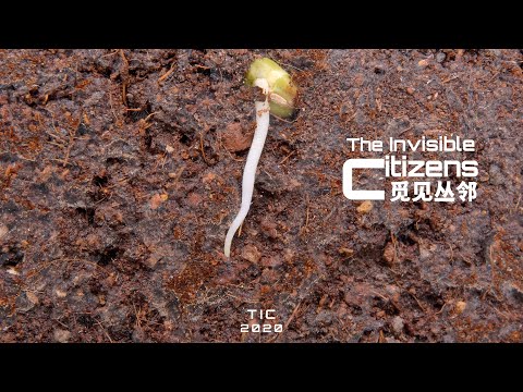 種子是如何發芽的？|觅见丛邻The Invisible Citizens - YouTube