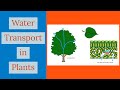 Plant Water Transport Concepts