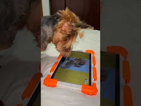 Mi perro usa su tablet nueva!😱
