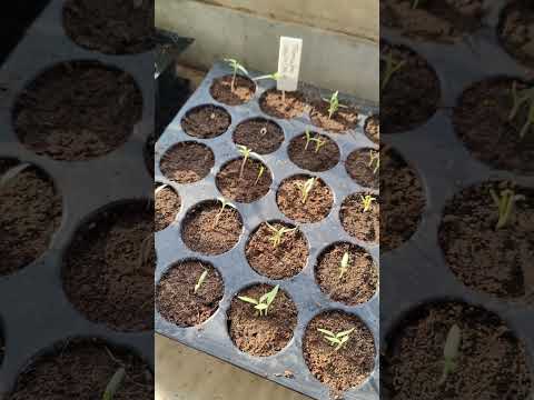 How To Take Care Of Seedlings #terracegardning #gardening #seedlingtrays #seedling_project #shorts