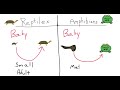 Amphibians and Reptiles Concepts
