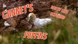 Gannets and Puffins, North East Scotland.